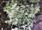 <i>Marsypianthes chamaedrys</i> (Vahl) Kuntze [Lamiaceae]