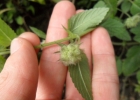 <i>Marsypianthes chamaedrys</i> (Vahl) Kuntze [Lamiaceae]