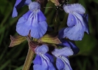 <i>Salvia ovalifolia</i> A. St.-Hil. [Lamiaceae]