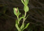 <i>Spigelia stenophylla</i> Progel [Loganiaceae]