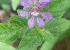 <i>Cuphea racemosa</i> (L.f.) Spreng. [Lythraceae]