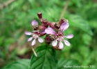 <i>Cuphea racemosa</i> (L.f.) Spreng. [Lythraceae]