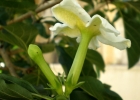 <i>Randia ferox</i> (Cham. & Schltdl.) DC. [Rubiaceae]