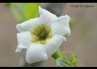 <i>Randia ferox</i> (Cham. & Schltdl.) DC. [Rubiaceae]
