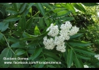 <i>Sambucus australis</i> Cham. & Schltdl. [Adoxaceae]