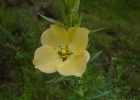 <i>Ludwigia sericea</i> (Cambess.) Hara [Onagraceae]