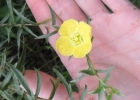 <i>Ludwigia sericea</i> (Cambess.) Hara [Onagraceae]