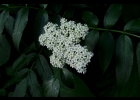 <i>Sambucus australis</i> Cham. & Schltdl. [Adoxaceae]