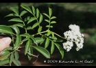 <i>Sambucus australis</i> Cham. & Schltdl. [Adoxaceae]