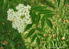 <i>Sambucus australis</i> Cham. & Schltdl. [Adoxaceae]