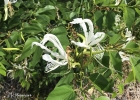 <i>Bauhinia forficata</i> Link [Fabaceae]