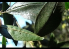 <i>Croton calycireduplicatus</i> Allem [Euphorbiaceae]