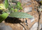 <i>Croton calycireduplicatus</i> Allem [Euphorbiaceae]
