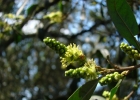 <i>Croton calycireduplicatus</i> Allem [Euphorbiaceae]