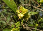 <i>Croton calycireduplicatus</i> Allem [Euphorbiaceae]