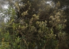 <i>Croton calycireduplicatus</i> Allem [Euphorbiaceae]