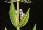 <i>Borreria poaya</i> (A.St.-Hil.) DC. [Rubiaceae]