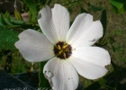 <i>Piriqueta suborbicularis</i> (A. St.-Hil. & Naudin) Arbo [Passifloraceae]