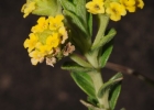 <i>Lippia arechavaletae</i> Moldenke [Verbenaceae]