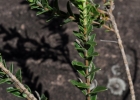 <i>Lippia arechavaletae</i> Moldenke [Verbenaceae]