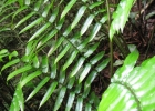 <i>Marattia cicutifolia</i> Kaulf.  [Marattiaceae]