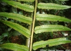 <i>Marattia cicutifolia</i> Kaulf.  [Marattiaceae]