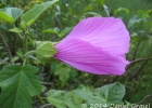<i>Hibiscus striatus</i> Cav. [Malvaceae]