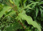 <i>Polygonum acuminatum</i> H.B.K. [Polygonaceae]