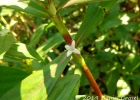 <i>Diodia saponariifolia</i> (Cham. & Schltdl.) K. Schum. [Rubiaceae]
