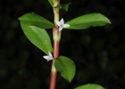 <i>Diodia saponariifolia</i> (Cham. & Schltdl.) K. Schum. [Rubiaceae]