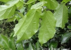 <i>Tanaecium selloi</i> (Spreng.) L.G.Lohmann [Bignoniaceae]