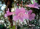 <i>Tanaecium selloi</i> (Spreng.) L.G.Lohmann [Bignoniaceae]