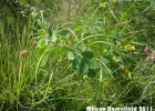 <i>Senna obtusifolia</i> (L.) H. S. Irwing & Barneby [Fabaceae]