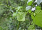 <i>Tanaecium selloi</i> (Spreng.) L.G.Lohmann [Bignoniaceae]