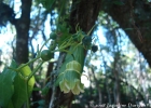 <i>Cayaponia alarici</i> M.L.Porto  [Cucurbitaceae]