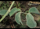 <i>Poiretia latifolia</i> Vogel [Fabaceae]