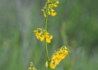 <i>Poiretia latifolia</i> Vogel [Fabaceae]