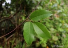 <i>Canavalia bonariensis</i> Lindl. [Fabaceae]