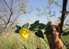 <i>Abutilon grandifolium</i> (Willd.) Sweet [Malvaceae]