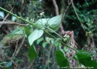 <i>Sicydium gracile</i> Cogn. [Cucurbitaceae]