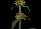 <i>Buddleja stachyoides</i> Cham. & Schltdl. [Scrophulariaceae]