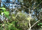 <i>Clematis dioica</i> L. [Ranunculaceae]