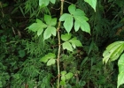 <i>Cissus sulcicaulis</i> (Baker) Planch. [Vitaceae]