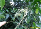 <i>Clematis dioica</i> L. [Ranunculaceae]