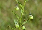 <i>Hybanthus parviflorus</i> (Mutis ex L.f.) Baill. [Violaceae]