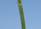 <i>Verbena sagittalis</i> Cham. [Verbenaceae]