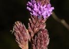 <i>Verbena sagittalis</i> Cham. [Verbenaceae]