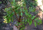<i>Roupala brasiliensis</i> Klotzsch [Proteaceae]