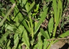 <i>Verbena intermedia</i> Gillies & Hook. ex Hook. [Verbenaceae]