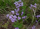 <i>Verbena hirta</i> Spreng.  [Verbenaceae]